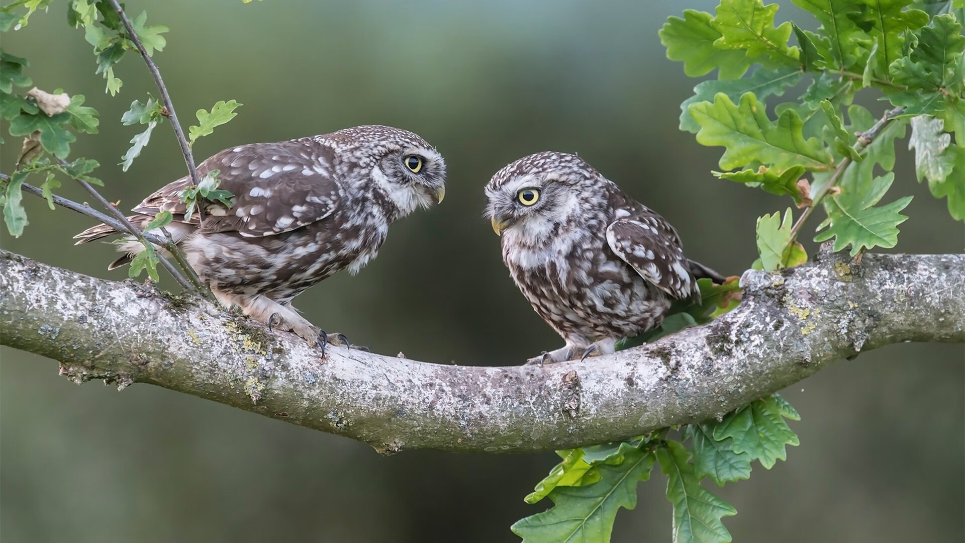 世俱杯直通-2024年NBA海外比赛计划正式公布，全球球迷欢呼，2025年nba