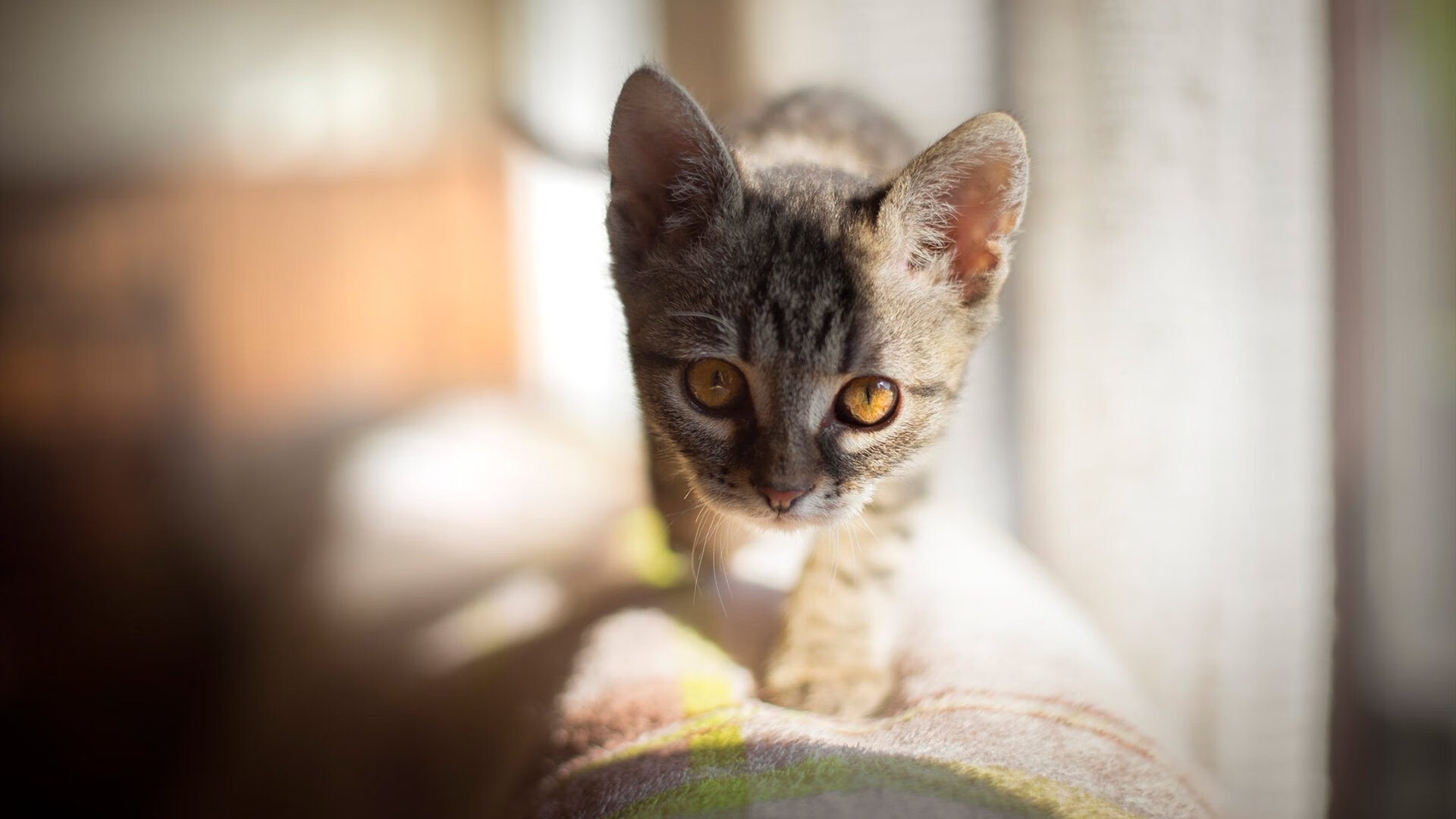 世俱杯2025赛程-_全球网球联盟：推动运动普及的新动力_，全球网球比赛