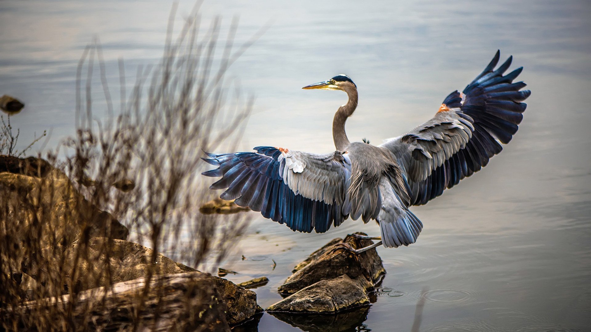 世界俱乐部杯-传奇巨星的“冷知识”：你知道他们的趣事吗？，传奇的巨星是谁