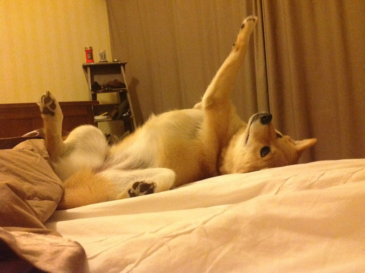 足球世俱杯-伊朗马术协会举办国际马术科技大会，推动行业技术交流与合作。