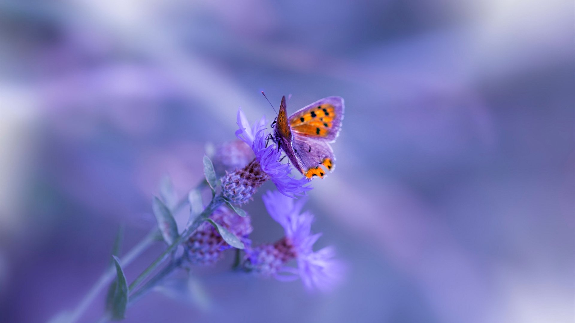 FIFA Club World Cup 2025-今年联盟三分球命中排行榜，谁的手感最火热？，本赛季球队三分球命中率排行榜