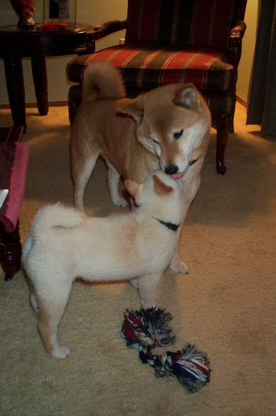 世俱杯比赛视频在线观看-尤文图斯1-0击败国际米兰，布冯点球破门，尤文图斯vs国际米