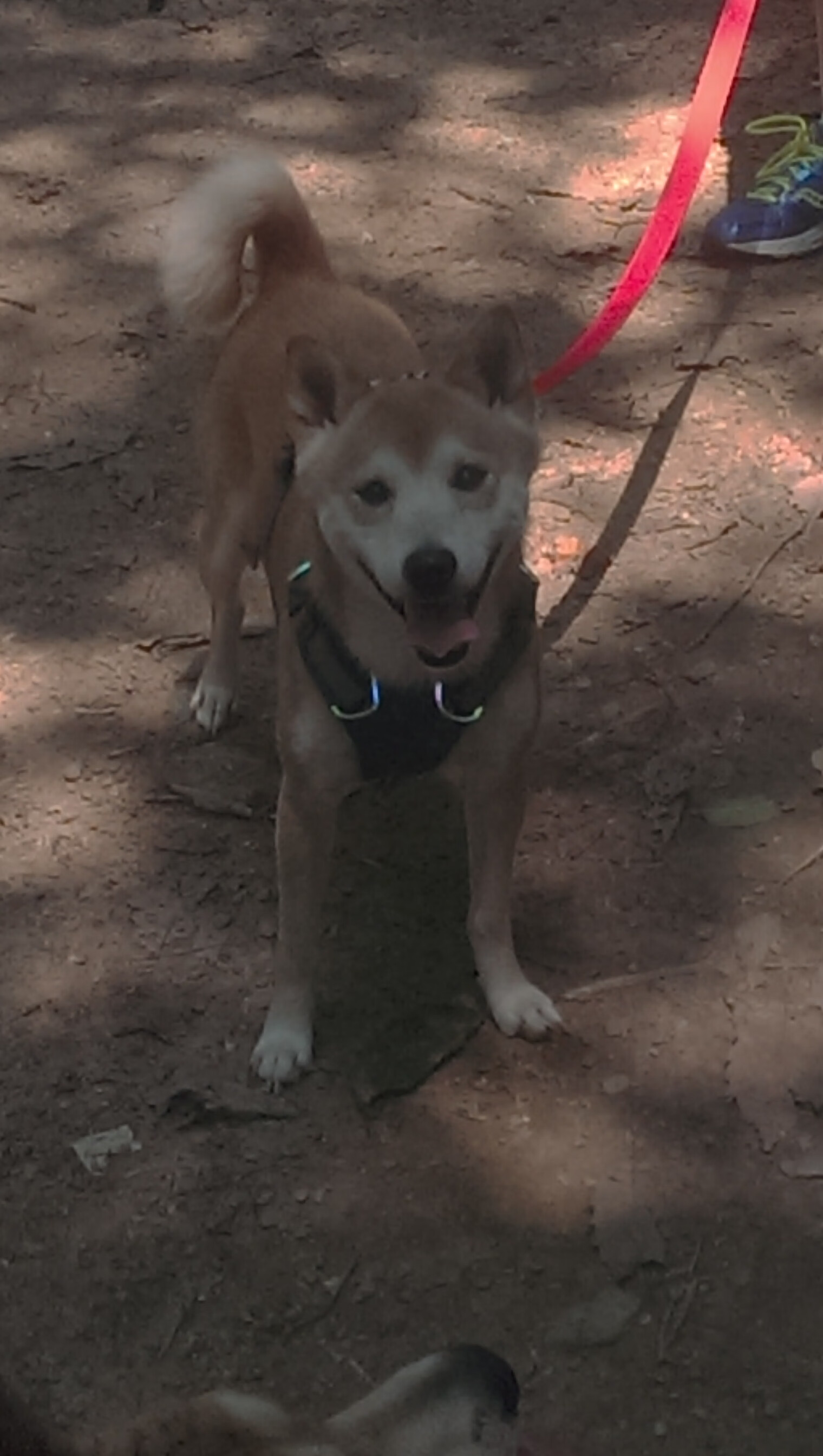 FIFA世俱杯-赛场“隐藏英雄”：不可忽视的关键球员，隐藏赛道