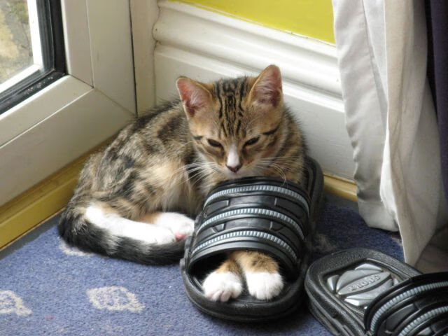 高山越野跑:山野之间的耐力考验,高山越野车图片