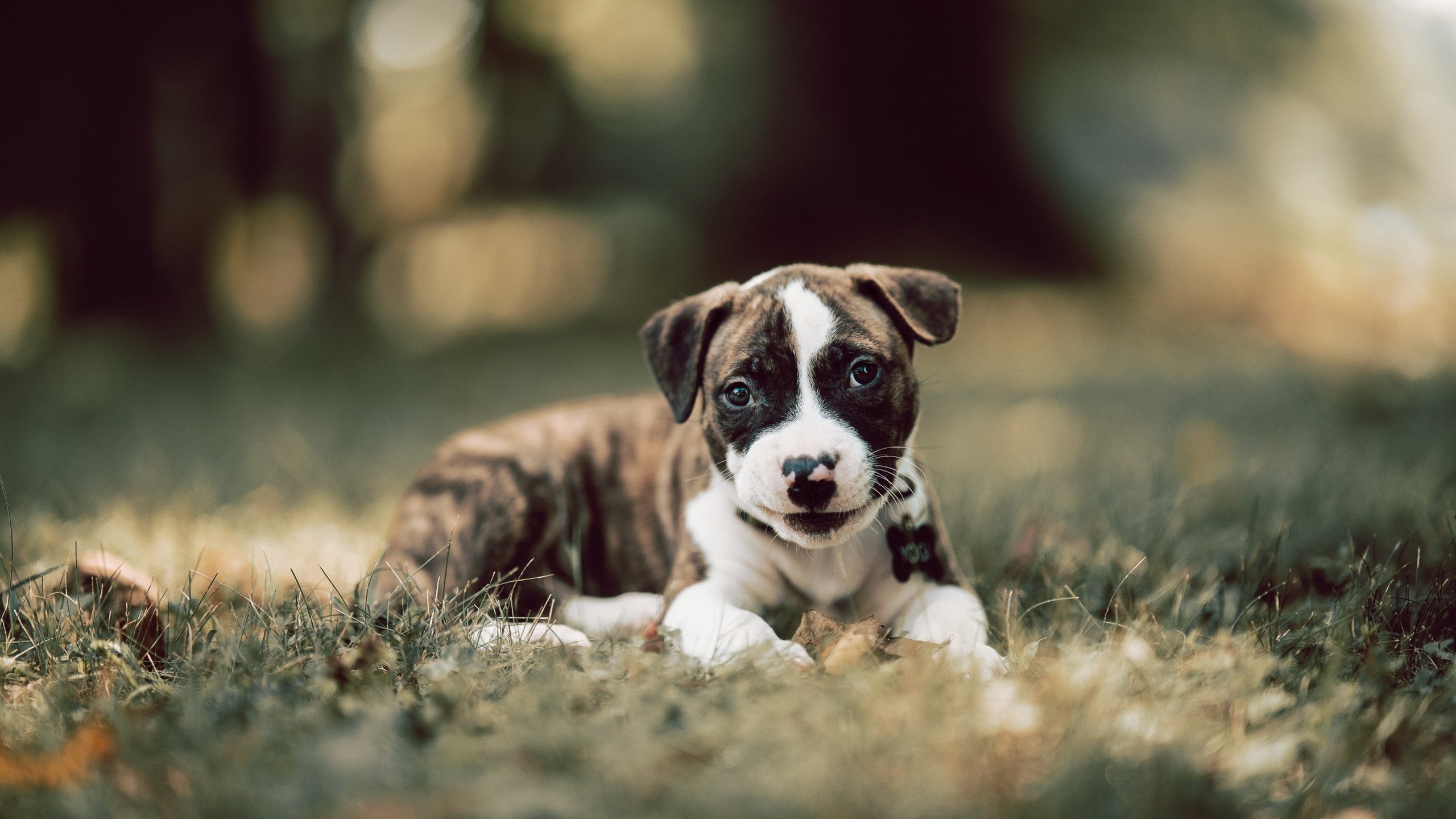 CBA联赛裁判管理机制完善，cba联赛裁判管理机制完善情况