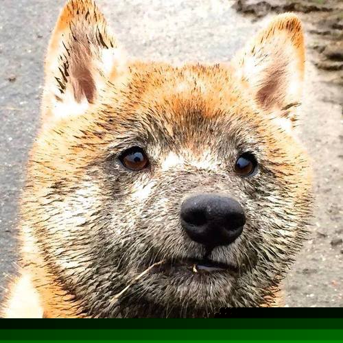 奇才队巨星比尔突破篮板短板刷新纪录,比尔 奇才队