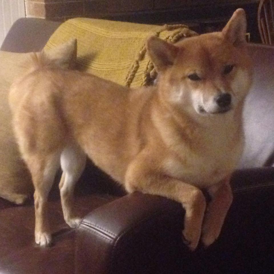 世俱杯直通-延边富德医院来福因伤缺阵，球队战力受限，延边富德老板是谁