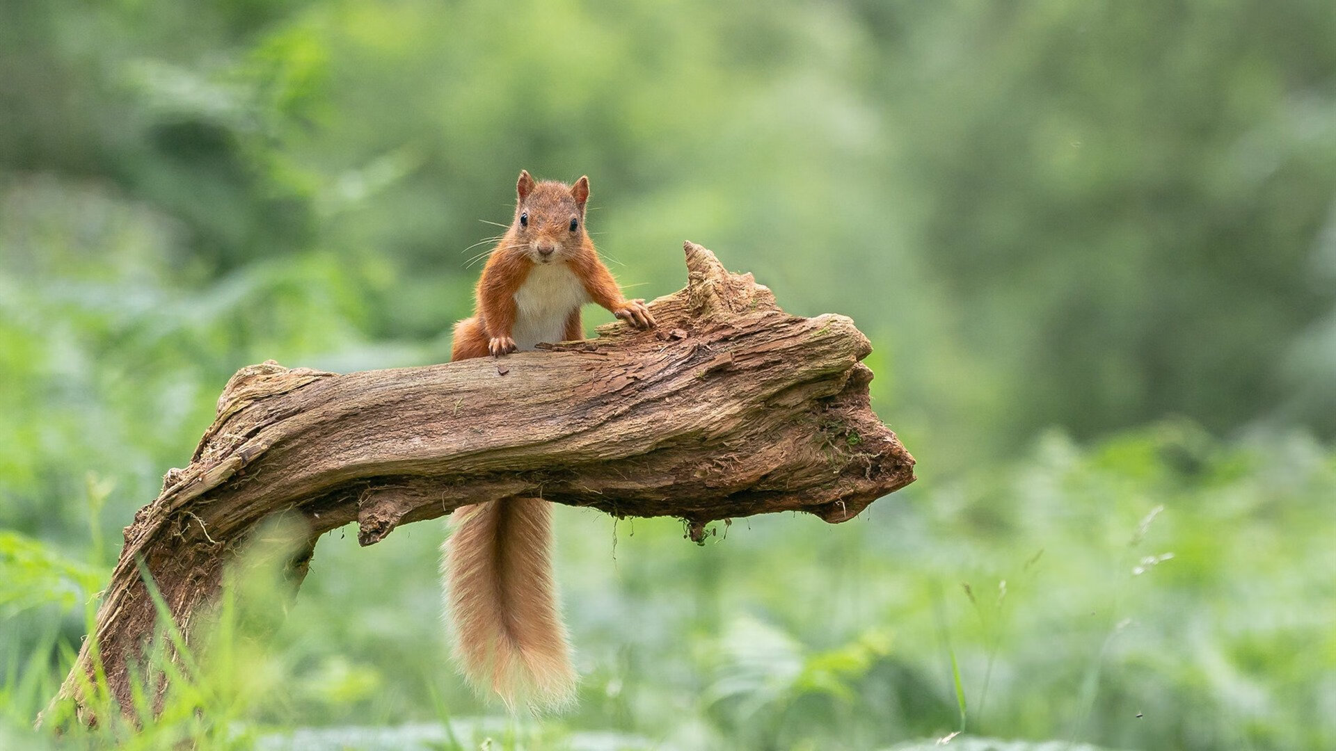 中国女篮集训正式启动 目标明确备战奥运,中国女篮集训名单出炉