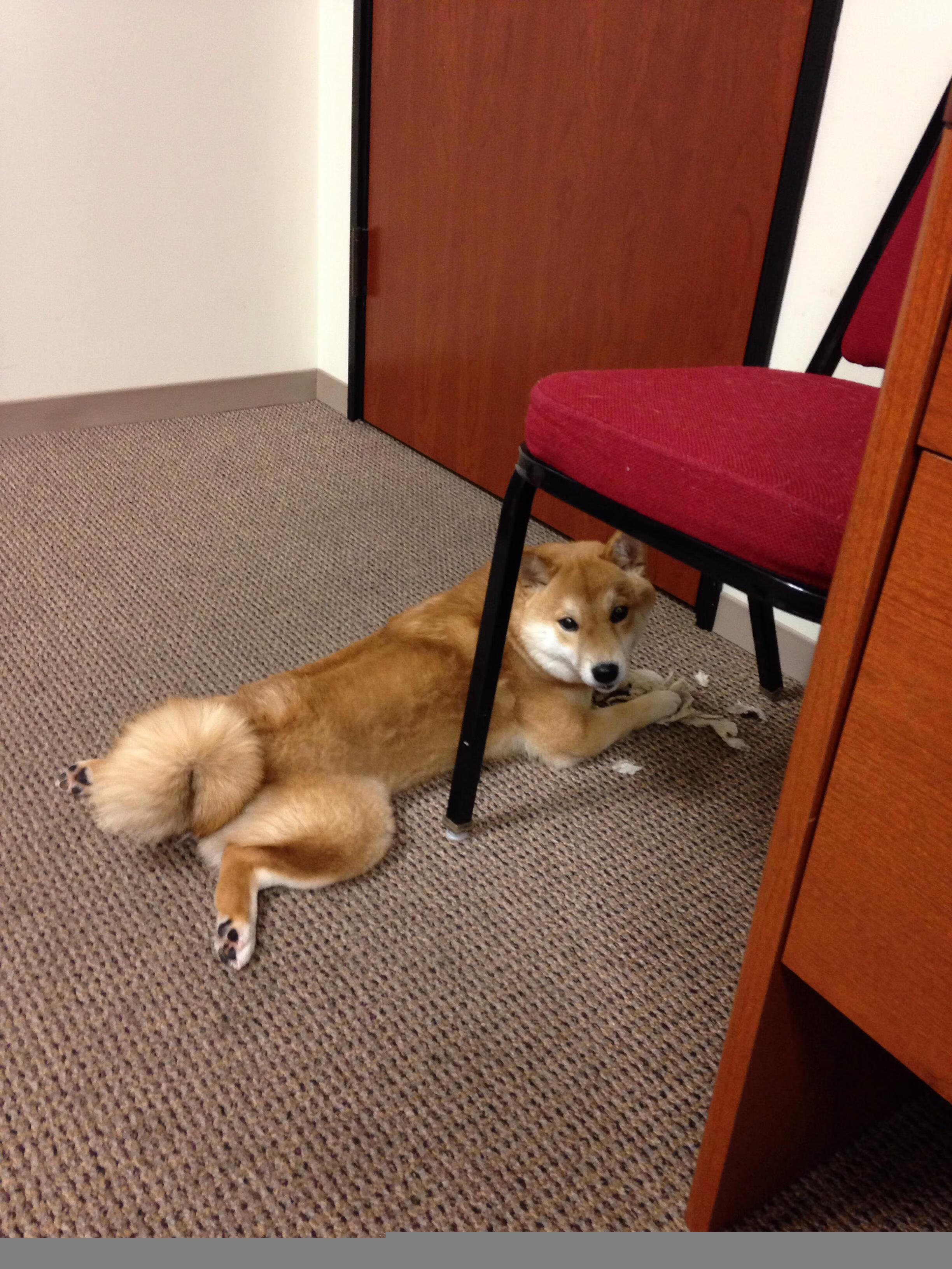 体育明星参与自然保护活动引发共鸣,体育明星是否有利于体育发展